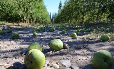 Para no perder plata, podrían no cosechar peras y manzanas