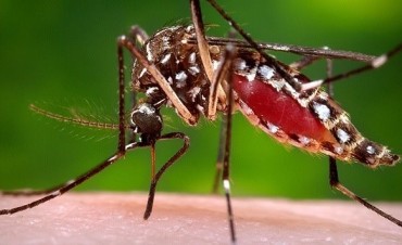 Mas sobre el caso de dengue en nuestro medio