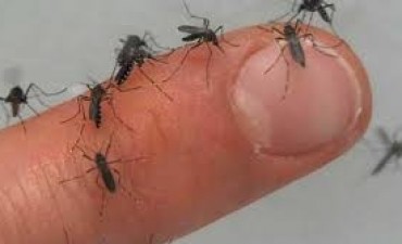 El nuevo año llegò y con mosquitos con mucho apetito. En verdad, una molesta nube de mosquitos en toda la ciudad