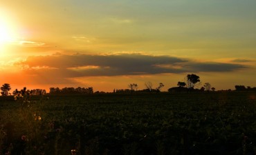 Info para el hombre de campo: Agricultura, Ganaderia, Forestación,Fruti-horticultura, y Agro-industria. Espacio, presentado por la Asociación Rural de Gral Vte