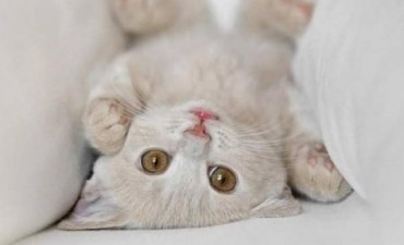 Hoy se celebra el Día Internacional del Gato