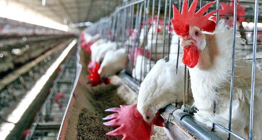 Influenza Aviar: Rusia y Hong Kong vuelven a comprar carne de pollo argentina