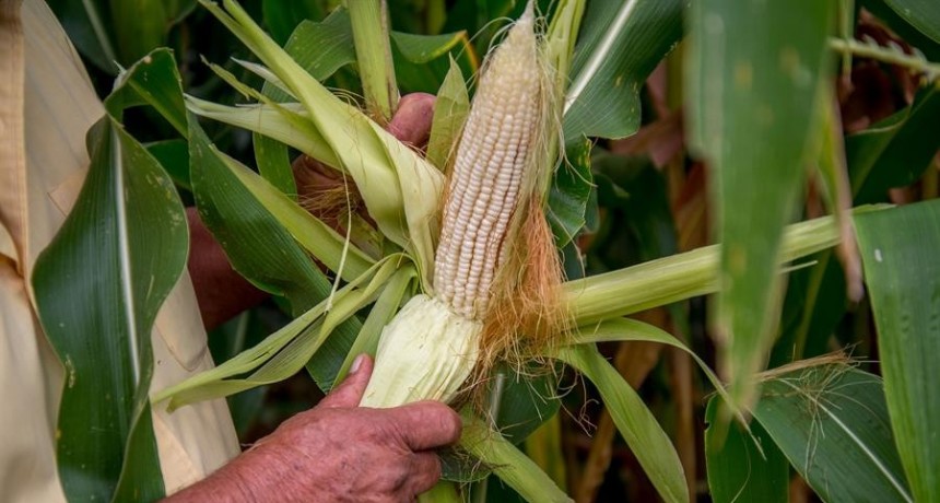 Un nuevo informe de la BC recorta la producción nacional en maíz y girasol