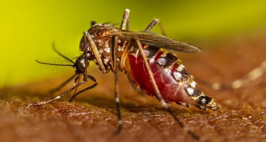 Alerta sanitaria:  Cuánto tiempo vive el Aedes aegypti, el mosquito transmisor del dengue