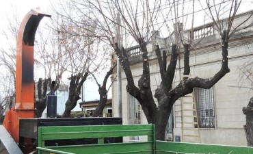 Se inicia la poda correctiva en la ciudad