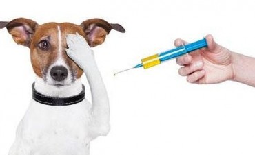 Perros y gatos ya se están vacunando