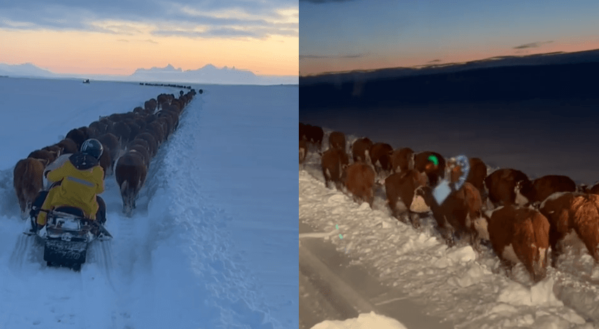 Impresionantes imágenes: las nevadas en la Patagonia no cesan y obligan a movilizar miles de animales