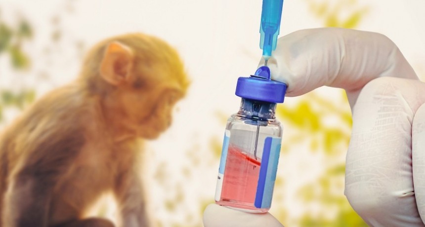 Diez preguntas clave para saber qué pasa con la viruela del mono