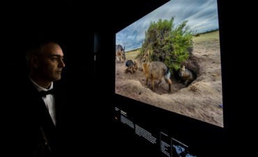 Un fotógrafo del Conicet, seleccionado entre los mejores reporteros gráficos de vida silvestre del mundo