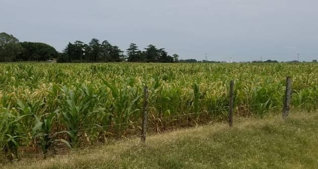 ¿Qué hacer con los maíces afectados por calor y sequía? Recomendaciones para el ensilado