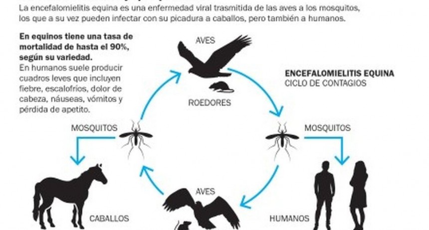 Emergencia por un brote de encefalomielitis equina