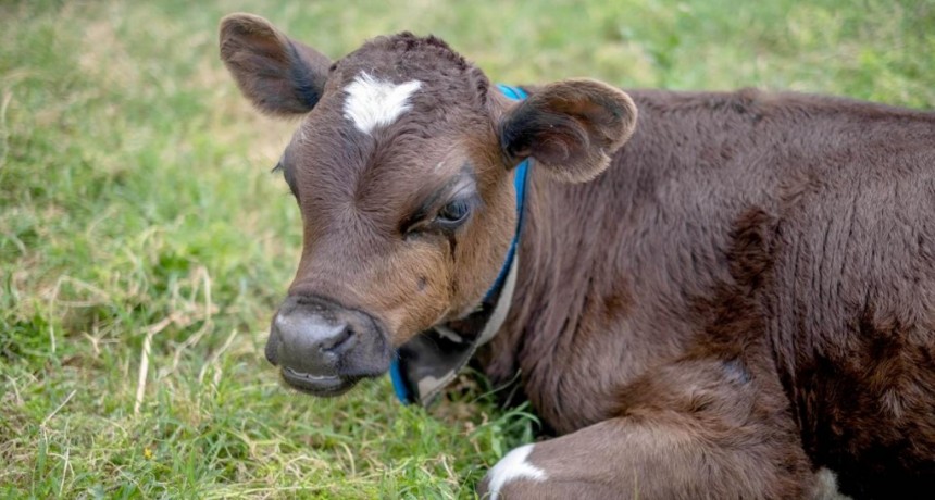 PROTECCIONISMO ANIMAL . Una joven pagó $80.000 para rescatar a un ternero que se vendía para comer en Navidad