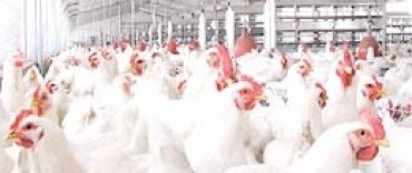 El precio del pollo, por las nubes