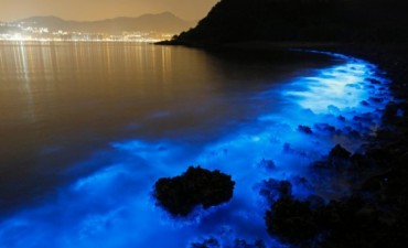 Un espectáculo de algas azules ilumina la costa de Hong Kong
