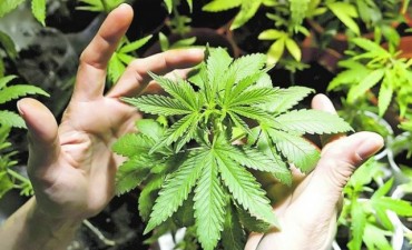 Hallan plantacion de marihuana en pleno centro de nuestro medio