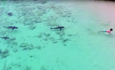 Peligro en el mar: un niño se salvó de ser atacado por cuatro tiburones