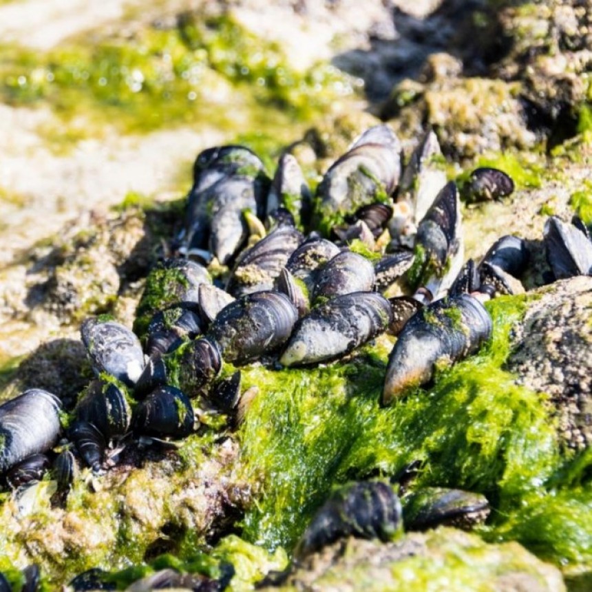  ¿Comes mejillones? Pueden ir 'cargados' de microplásticos