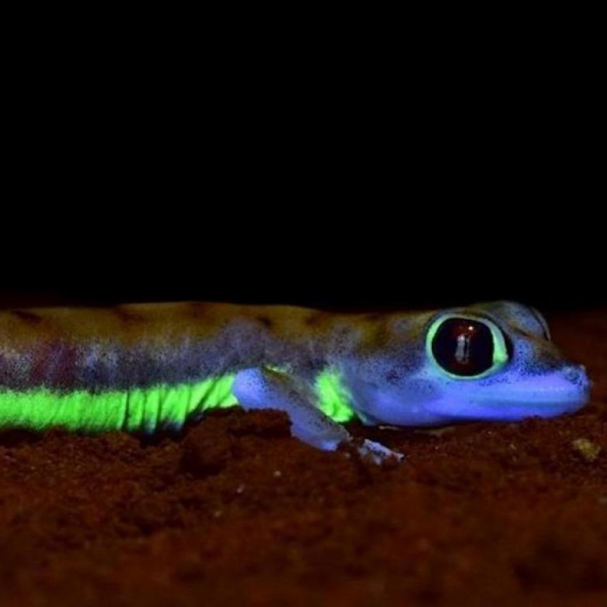 Descubren un gecko del desierto que brilla en la oscuridad