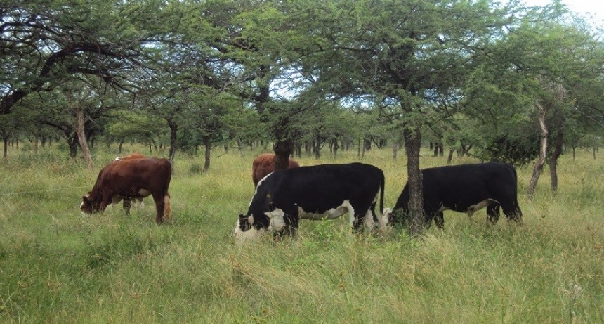 Pastizales del futuro: ganadería con servicios ambientales