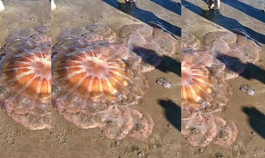 Una medusa gigante generó revuelo en la playa de Mar del Plata