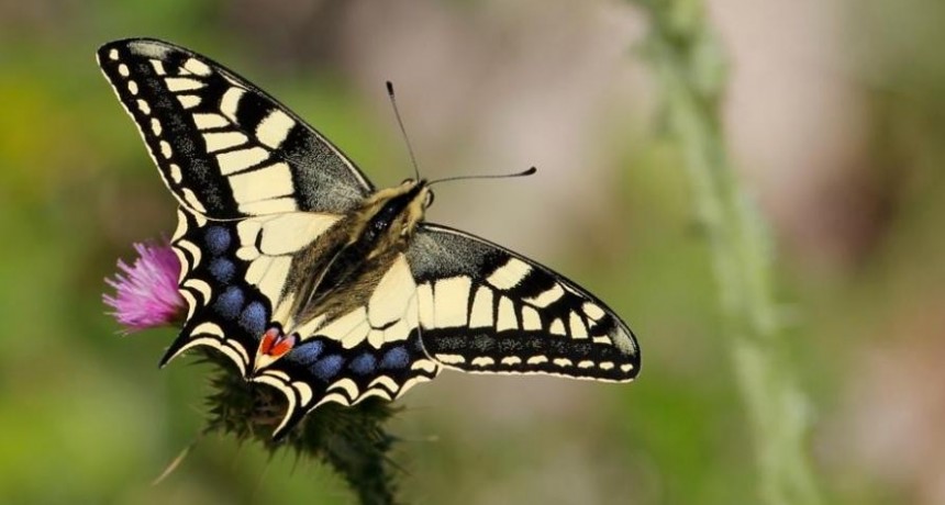 Cómo diseñar un jardín para la atracción de mariposas urbanas