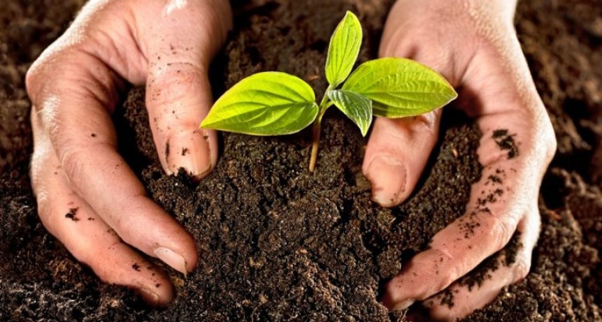 Cultivan pensamientos con compost de residuos porcinos