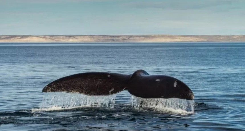 Descubren los genes que hicieron gigantes a las ballenas