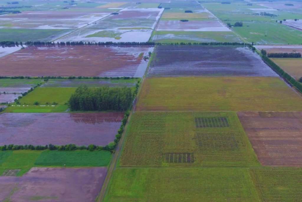 Precipitaciones récord: el desafío que enfrentan los cultivos y la ganadería