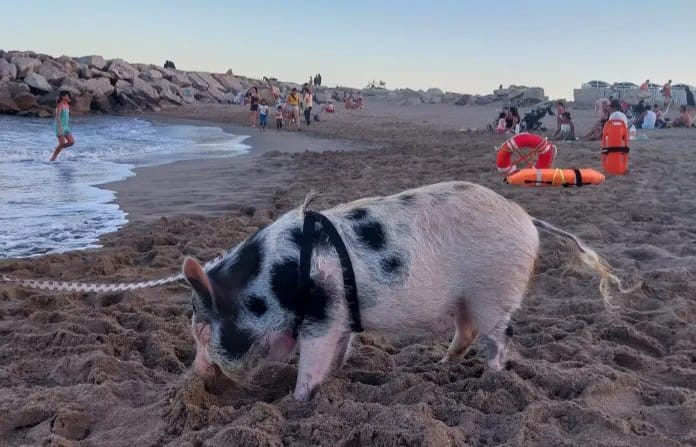 Insólito: una mujer sacó a pasear con correa a su cerdo por la playa en Mar del Plata
