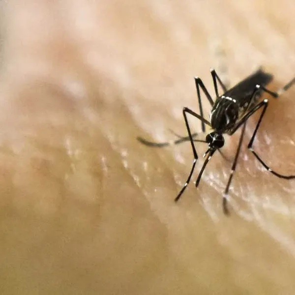 Avanza el desarrollo del test para detectar dengue o si ya tuviste el virus