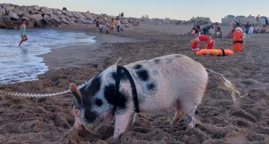 Insólito: una mujer sacó a pasear con correa a su cerdo por la playa en Mar del Plata