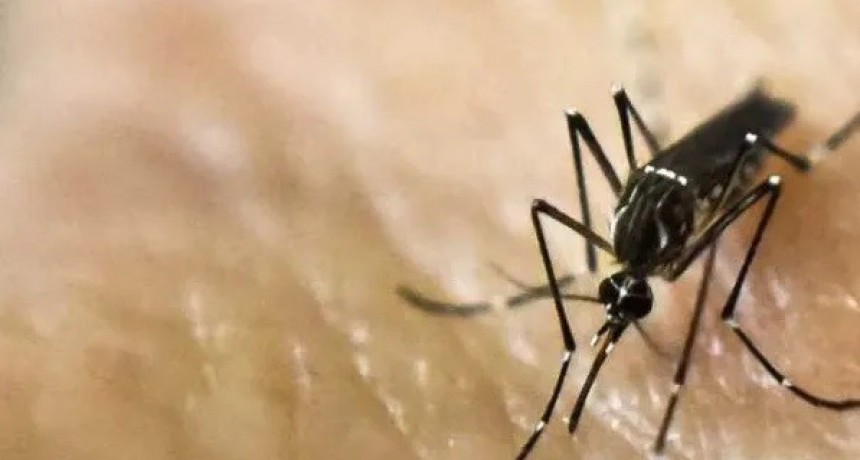Avanza el desarrollo del test para detectar dengue o si ya tuviste el virus