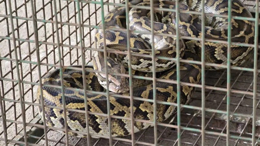 Espeluznante sorpresa en Córdoba: salió al patio de su casa y encontró una enorme serpiente pitón