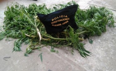 Secuestran planta de marihuana en nuestra ciudad
