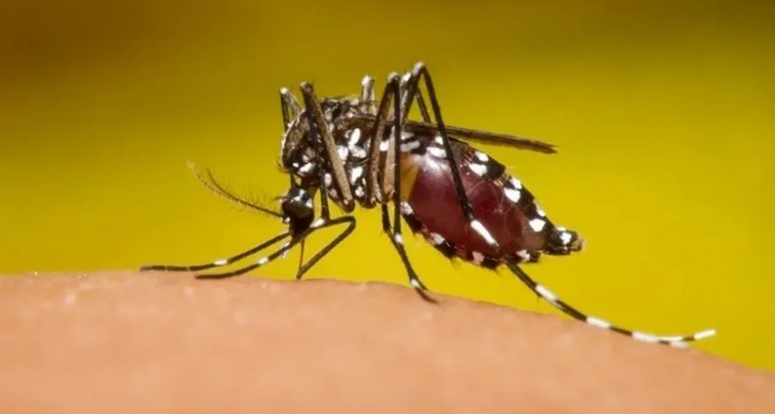 El ministerio de Salud bonaerense emitió un alerta por posible brote de Fiebre Chikungunya