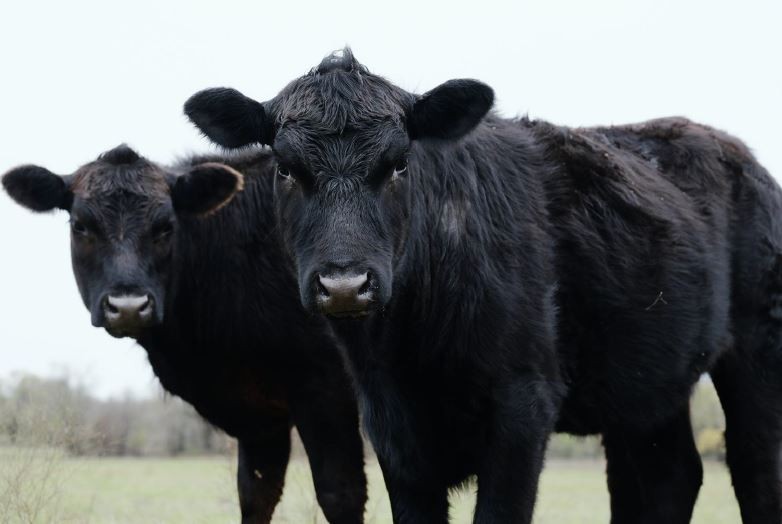 Publican la primera declaración ambiental de un bovino en pie