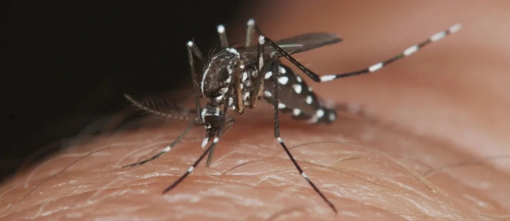 Brote de dengue en provincia de Buenos Aires: situación, prevenciones y uso de repelentes