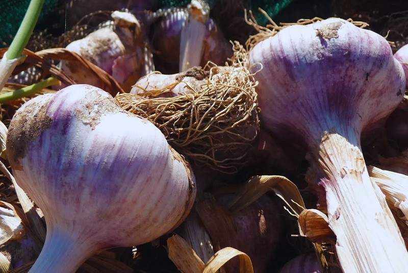 Mulching orgánico: un aliado para el cultivo de ajo