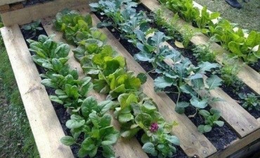 Ya se entregan semilllas agroecologicas