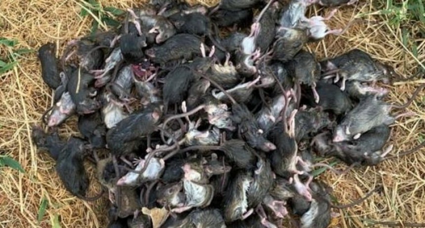 Invasión de ratas en Australia por las intensas lluvias
