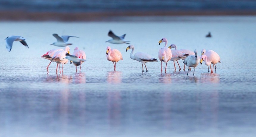 Impulsan la creación del mayor parque nacional del país en la laguna de Mar Chiquita