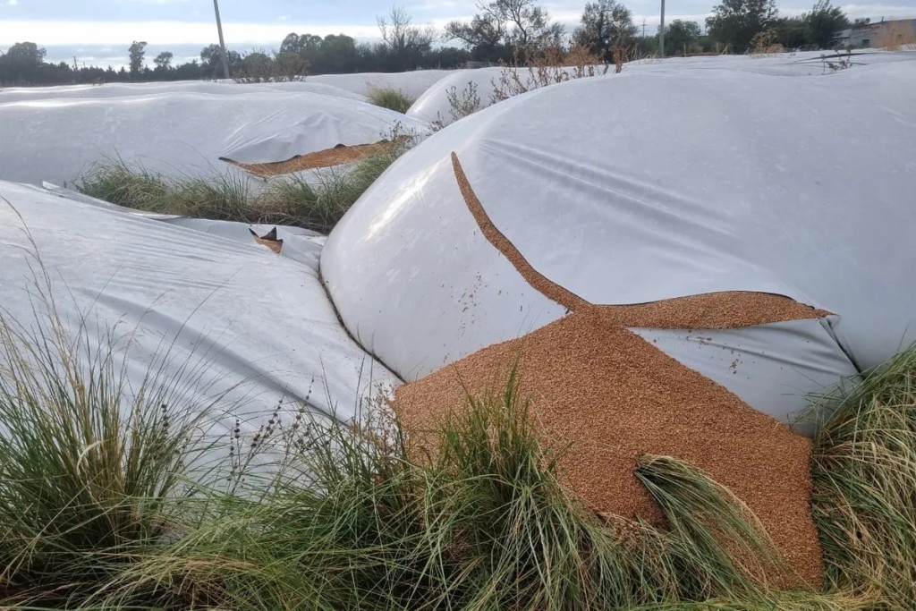 Ataque vandálico en Puán: Dañaron 51 silobolsas con 10 mil toneladas de cereal