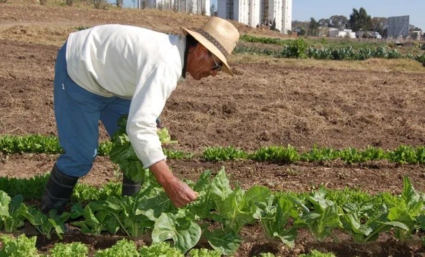ING AGRONOMA CECILIA SARCO: Medidas para enfrentar la sequía en la huerta agroecológica