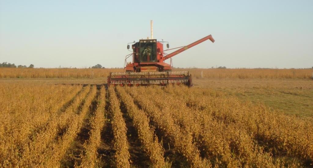 Soja: cómo minimizar la pérdida de granos durante la cosecha