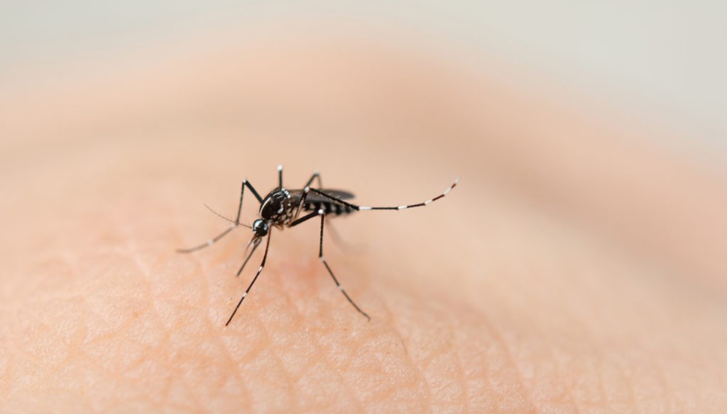 Confirmaron una muerte por dengue y 5.000 casos