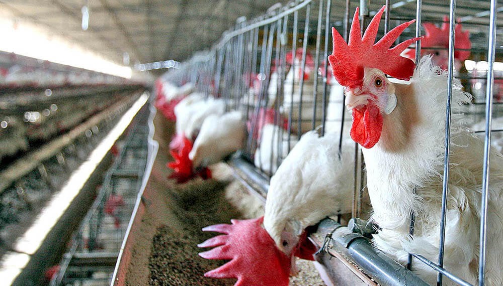Influenza Aviar: Rusia y Hong Kong vuelven a comprar carne de pollo argentina