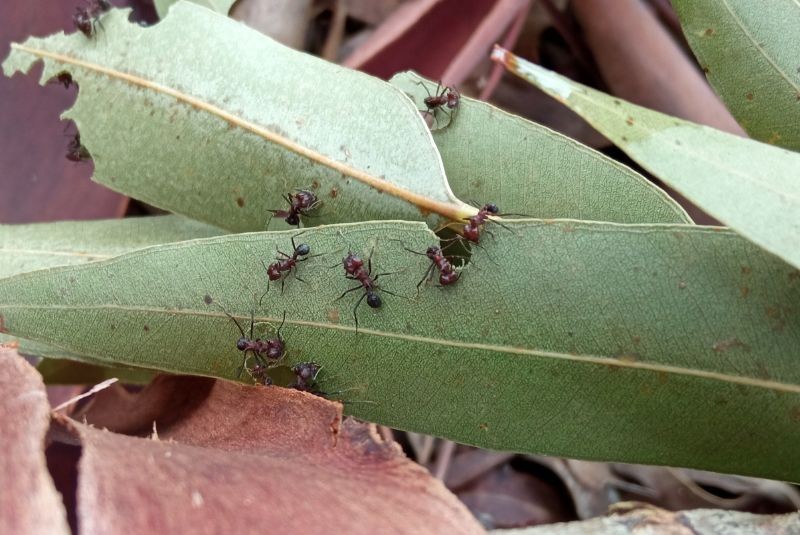 Estudian el manejo de hormigas cortadoras en plantaciones forestales