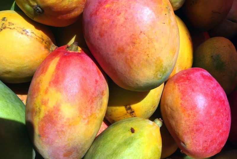Detectan la enfermedad de la mancha negra bacteriana en mangos