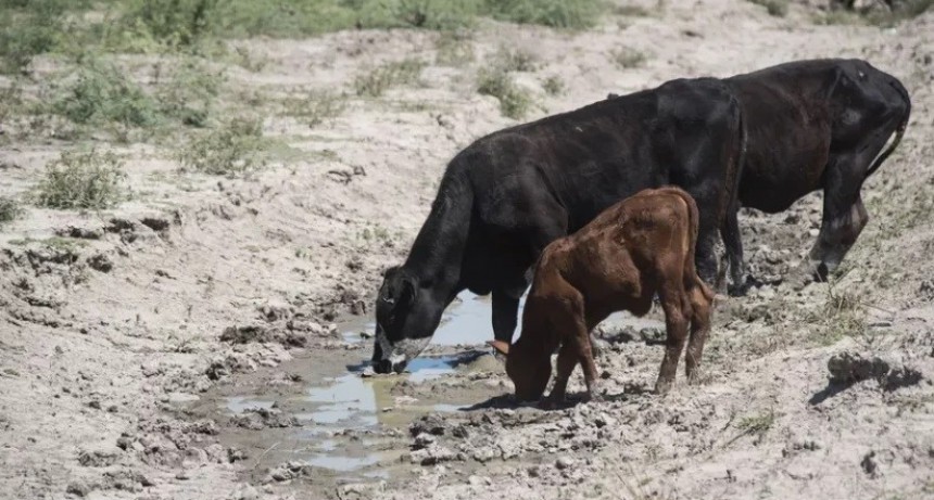 El 25% de las vacas se encuentra en zona de sequía
