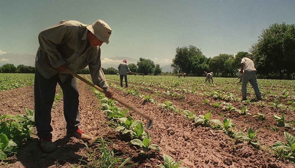 Trabajadores rurales: aumentan la prestación por desempleo hasta un tope de $ 85.000